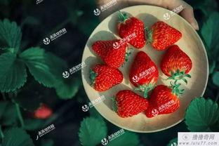 草莓娱乐爆料,明星幕后故事大揭秘