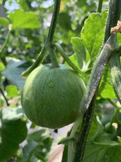 吃瓜娱乐封面怎么做的