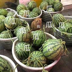 吃娱乐八卦的瓜,揭秘明星们的幕后故事与八卦传闻